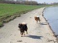 basko (16)
